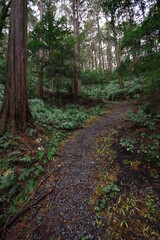 Mountain gravel hiking trail with ferns and trees in Kyoto Higashiyama mountain range