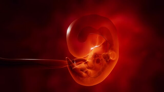 Human embryo growth. 3d animation