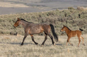 Wild Horse Mare and Foal in Spring in the Utah Desert 