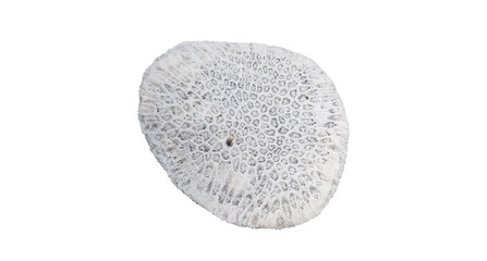 natural coral isolated on white background