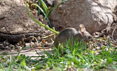 Maus in einem Garten