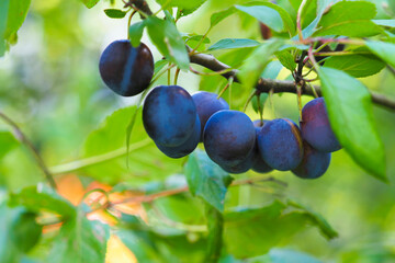 Close-up of delicious ripe blue plums on tree branch in plum garden. Harvest, prunus