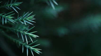 Christmas Fir tree brunch textured, Fluffy pine tree brunch close up. Green pine branches, pine branch with a new young shoot. The green needles on the branch, mountain pine, mugo.