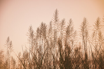 Soft gently wind grass flowers in aesthetic nature of early morning misty sky background. Soft and blurred image of autumn nature in pastel tone.