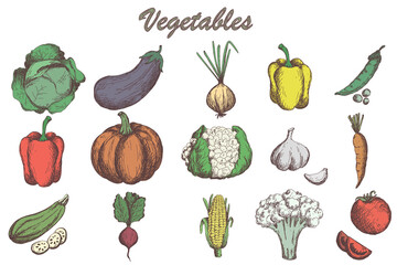 Sketch vegetables set. Vintage hand drawn garden vegetable collection. pumpkin. tomato, carrot, cabbage, zucchini, pepper, cauliflower, beet vector set.