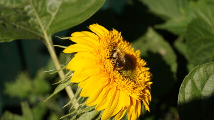 bee on flower