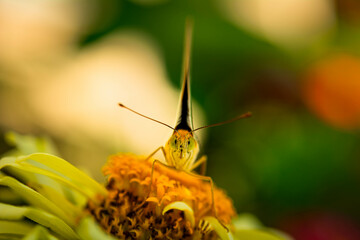 Argynnis pandora, the cardinal, is a butterfly of the family Nymphalidae on yellow Zinnia flower, selective focus, shallow depth of field