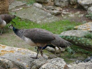 Pavo cristatus, blue peacock, blauer Pfau