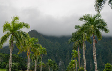 Fototapeta na wymiar palm trees in the clouds