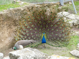 Obraz premium Pavo cristatus, blue peacock, blauer Pfau