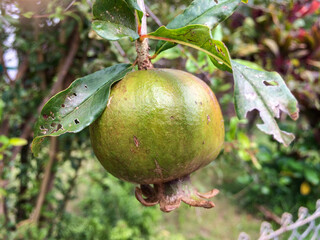 green pomegranate growing on tree