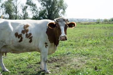 Cows on a summer pasture.