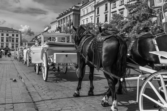 black and white bw photography black horse white carriage vertical contrast street city stone road