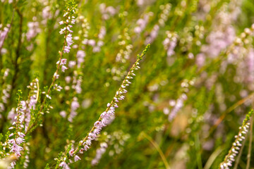 Fototapeta premium grass in the morning