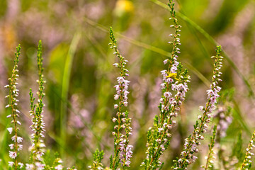 flowers in the grass