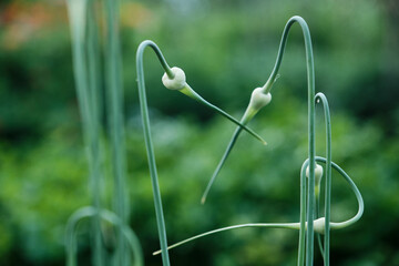 Node the arrows of young garlic, beautiful background. Green garlic scape close up. Agricultural...