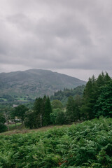 forest in the mountains