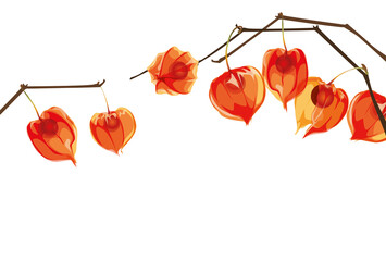 Winter Cherry. Ashvagandha. Physalis branch isolated on white.