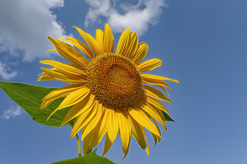 Blooming sunflower against blue sky