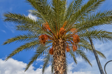 Date palm tree against blue sky