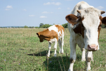 calf with a cow in the meadow.