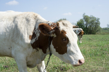 Cows on a summer pasture.