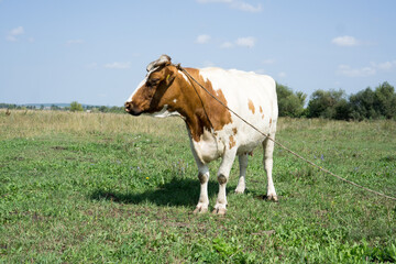 Cows on a summer pasture.