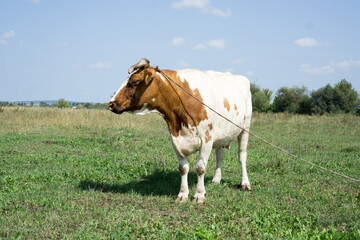 Cows on a summer pasture.