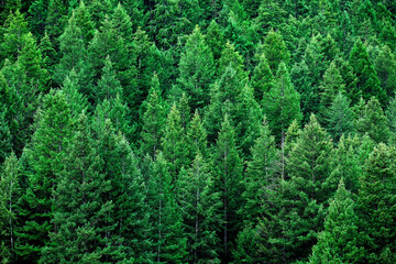 Lush Green Pine Forest Showing Growth and Environment Preservation Conservation