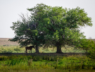 tree in the field