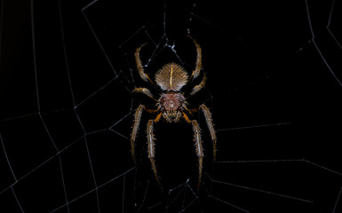 Closeup of a Tropical Orb-weaver (Erihora fuliginea) spider from Ecuador.
Spider on its spiderweb. Wildlife background.