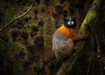 Golden-mantled Saddle-back Tamarin (Leontocebus tripartitus) in the Ecuadorian Amazon. Tamarín ensillado de dorso dorado. Chichico de manto dorado. Little cute monkey.