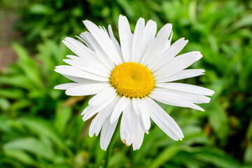 Obraz premium Close up of one large white Leucanthemum vulgare flower known as ox - eye daisy, oxeye daisy or dog daisy in a sunny summer garden, fresh natural outdoor and floral background.