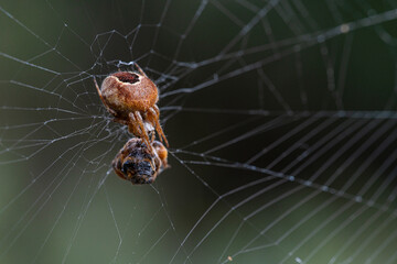 Macrophotography of a spider (Agalenatea redii) with its prey on the spiderweb.