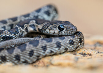 Close up of Horse Shoe Whip Snake (Hemorrhois hippocrepis) head.

Macrophotography of a snake head.

Macrofotografía de una culebra de herradura.