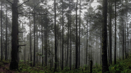 forest in fog / bosque de niebla; Parque Nacional Cumbres del Ajusco, México. 