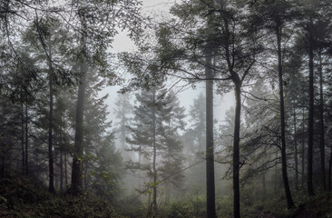 Obraz na płótnie Canvas fog in the woods / niebla entre árboles; Parque Nacional Cumbres del Ajusco, México. 