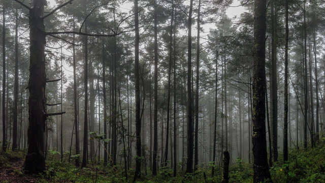 forest in fog / bosque de niebla; Parque Nacional Cumbres del Ajusco, M&eacute;xico. 