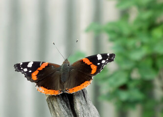 Fototapeta na wymiar Admiral butterfly in the wild 