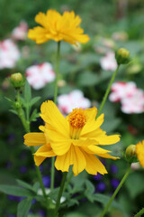 Yellow cosmos flower in the garden
