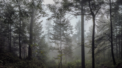 Obraz na płótnie Canvas fog in the woods / bosque de niebla; Parque Nacional Cumbres del Ajusco, México. 