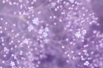 Small white flowers on purple background. Purple floral background. Abstract background. 