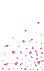 Color Rose Petal Vector White Background.