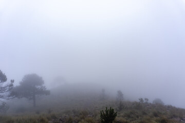 fog in the mountains / neblina en las montañas; Parque Nacional Cumbres del Ajusco, México. 