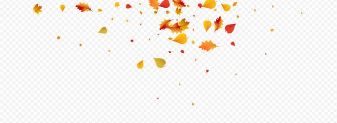 Colorful Leaf Vector Panoramic Transparent