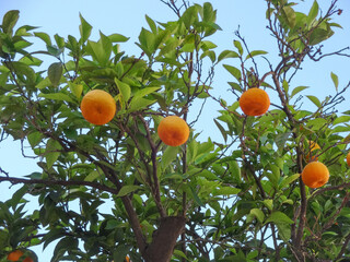 Tangerines on a branch
