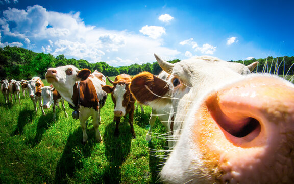 Une vache montb&eacute;liarde et ses copines