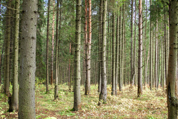 Fototapeta premium Deciduous forest in autumn