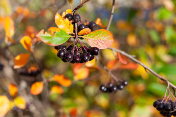 Ripe black chokeberry berries