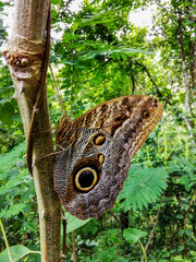Large Owl Butterfly perched on a tree branch. Soft brown with black
